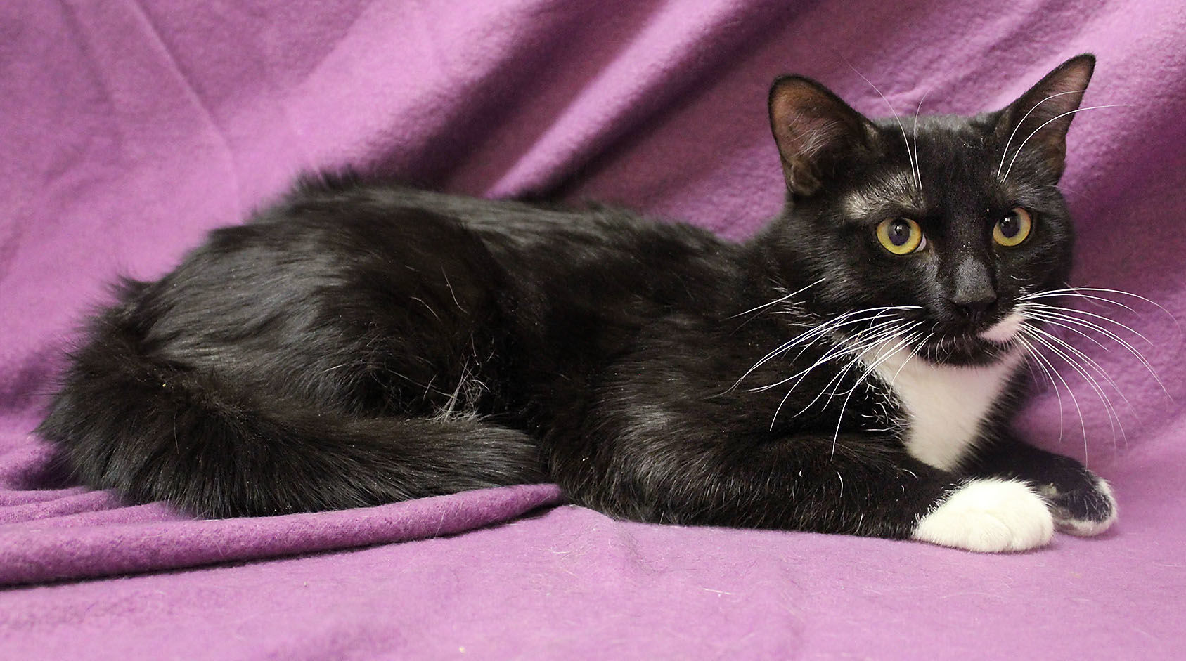 Pet of the Week